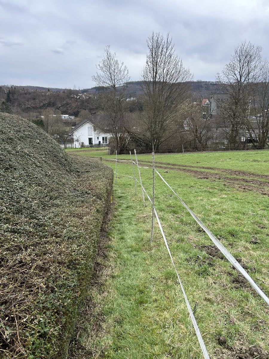 Nachher: Hecke am Feldrand zurückgeschnitten